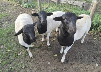 DORPER. Baranki. Owce, tryk, jarki.