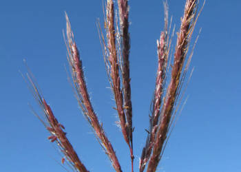 TRAWA CUDOWNA Dichanthium annulatum NASIONA 100g