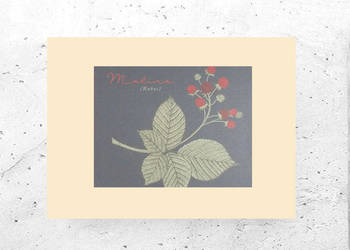 mały plakat do domu, vintage plakat z maliną, botaniczny obrazek A4 retro