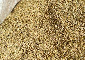 Sprzedam nasiona owsa.