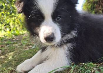 Suczki Border collie gotowe do odbioru
