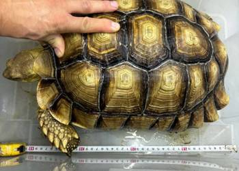 Centrochelys sulcata  -  żółw pustynny