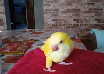 samica mnicha nizanego 25 rok