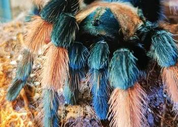 Likwidacja hodowli ptaszniki i skorpiony