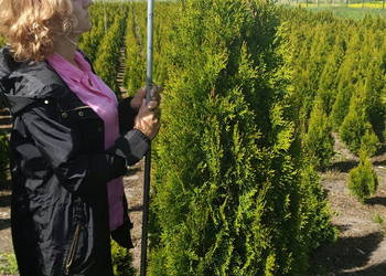 Thuja Smaragd 180-200 cm Szkółka roślin- Producent!!