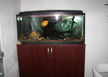 Akwarium z szafką i pompą filtrującą