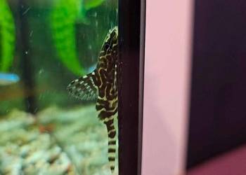 Giętkoząb synodontis ryba akwariowa sum