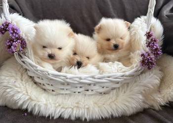 SZPIC MINIATUROWY POMERANIAN PIĘKNE SUNIE I PIESKI