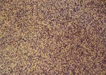 Koniczyna czerwona nasiona Koniczyna czerwona nasiona