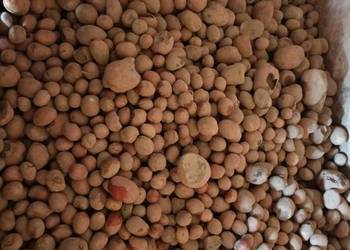 Odstor ziemniaków belaroza