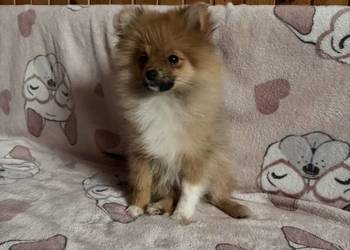 Szpic miniaturowy pomeranian komplet szczepień