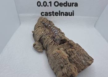 Oedura castelnaui