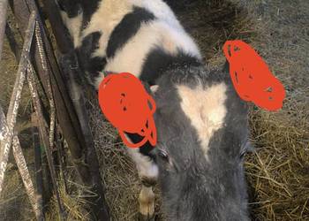 Sprzedam byczka 150 kg