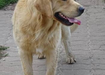 Golden retriever 16 miesięczny
