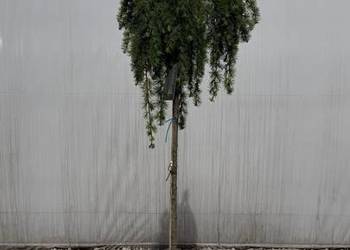 Larix kaempf. "Pendula" Pa 180cm
