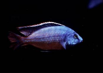 pyszczak, protomelas taeniolatus red empress