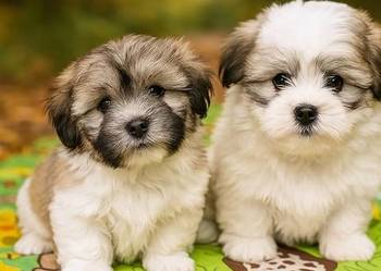 Coton de Tulear szczenięta z rodowodem