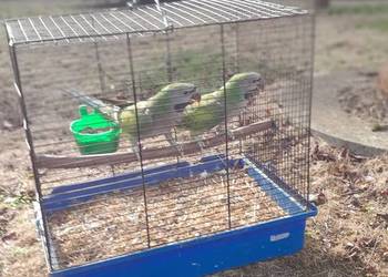 Sprzedam papugi Sprzedam papugi