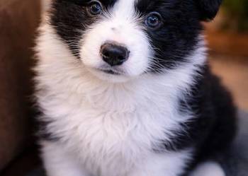 Border collie szczenieta , GOTOWE DO ODBIORU