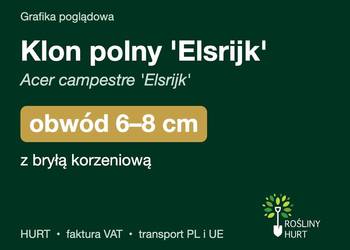 Klon polny 'Elsrijk' (Acer campestre) obwód 6-8 cm, z bryłą – HURT