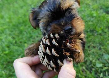 Yorkshire Terrier