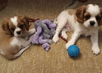 cavalier king charles spaniel samiec blenheim