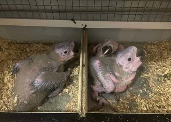 Ara ararauna do dalszego ręcznego karmienia