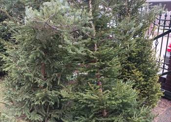 Choinka świerk drzewko bożonarodzeniowe świeżo ścięty