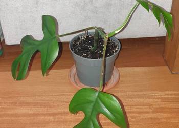 Monstera  Minima Rhaphidophora tetrasperma, roślina rosnąca
