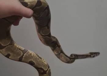 Pyton królewski fire enchi spotnose