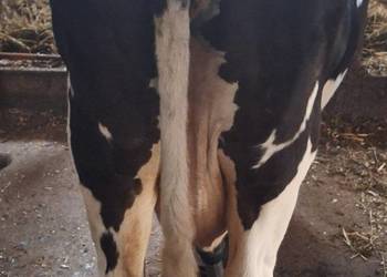 Sprzedam krowę mleczną