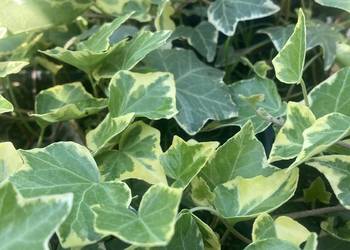 Bluszcz dwukolorowy Variegata Pnący