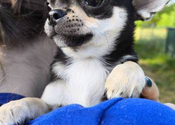 Szczenięta Chihuahua, FCI, okolice W-wy