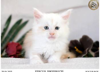 Kremowy srebrzysty kocurek maine coon