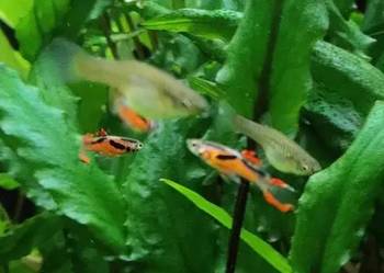 Gupiki Endlera - ryba akwariowa