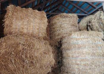 Słoma owsianka 2025