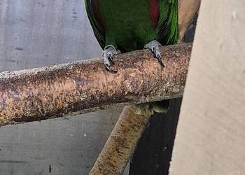 Redukcja hodowli papug