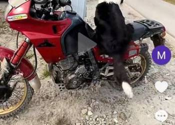 Honda Nx 650 dominator