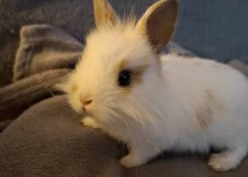 Kroliczek 2 mce. Kroliczek 2 mce.