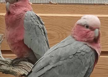Sprzedam pare kakadu różowych