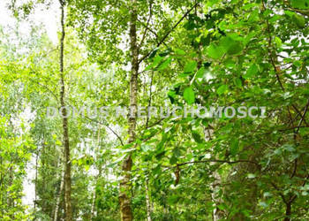 Oferta sprzedaży działki 7075m2 Zacywilki