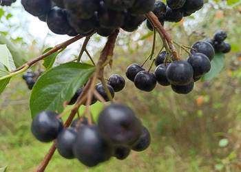 Aronia ekologiczna owoce aronii świeże owoc aronii wysyłka kurierem DPD 24h