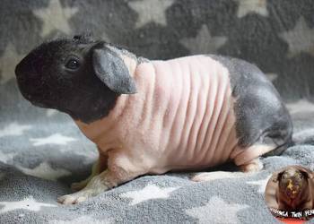 Świnka morska, świnka skinny. Rasowa, rodowód. Hodowla