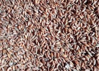 Pszenżyto ozime paszowe