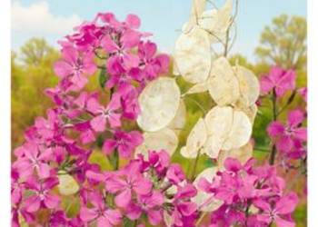 Miesięcznica Judaszowe pieniążki