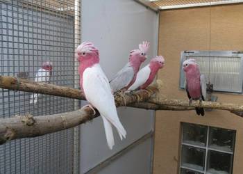 Amazonki, ary, kakadu Lutino