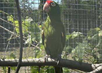 konura samiec