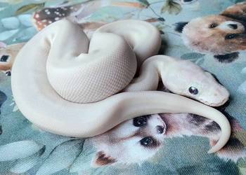 Python regius, pyton królewski - BIAŁA SAMICA Super Lesser poss, 2025