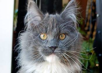 Niebieski z białym Maine Coon - FPL