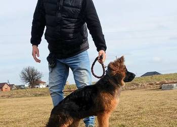 Sprzedam szczeniaka rasy owczarek niemiecki długowłosy